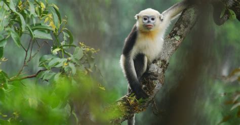 Tonkin snub-nosed monkey: one of the world's most endangered primates