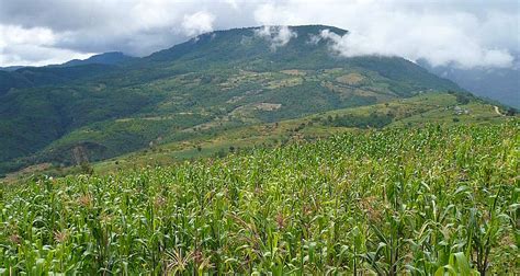 La milpa el generoso microcosmos que sostiene a México Más de México