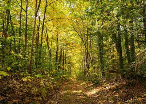Harvard Forest's Hidden Legacy Trees In Massachusetts | TouristSecrets