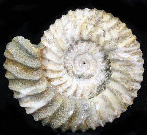 1.6" Pavlovia Ammonite Fossil - Siberia (#29750) For Sale - FossilEra.com