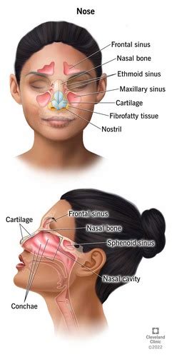 Oral And Nasal Cavity Pharynx Larynx Flashcards Quizlet