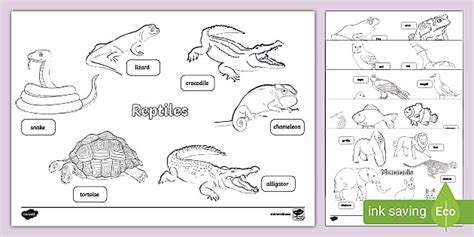 Animal Groups Worksheet - Animals Worksheet (teacher made) - Worksheets ...