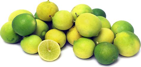 Key Limes Information And Facts