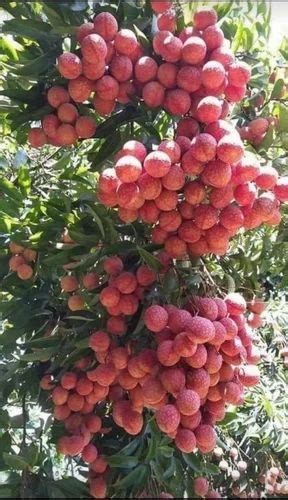 Shahi Full Sun Exposure Green Litchi Fruit Plant For Fruits At Rs 140