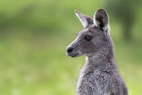 Cute Kangaroos Wallpaper