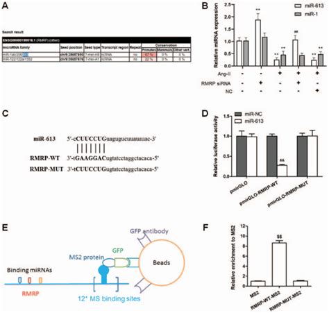 RMRP Interacts With MiR 613 In Cardiac Fibroblasts A An MiRcode