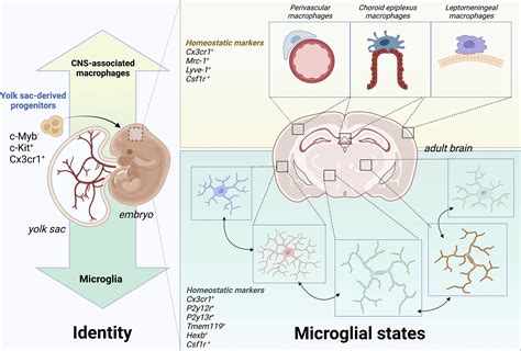 Microglia States And Nomenclature A Field At Its Crossroads Neuron