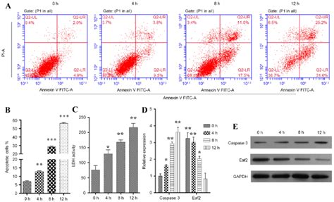 Construction Of The H 2 O 2 Induced Apoptotic Hle B3 Cell Model A