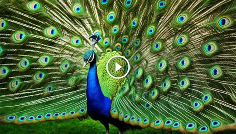 Discover What Kind Of Noise Does A Peacock Make