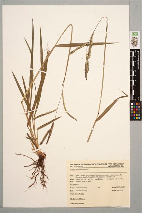 Paspalum Dilatatum