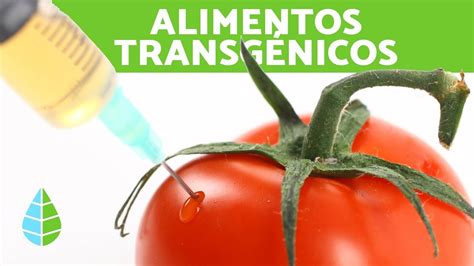 Desventajas De Los Alimentos Transg Nicos Image To U