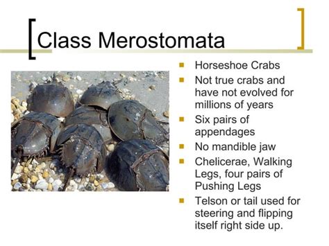 13 Phylum Arthropoda Notes