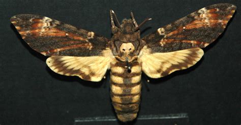 Loopy Lepidoptera: Eight of the Strangest Butterflies and Moths - Owlcation