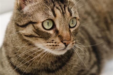 Closeup Retrato De Un Hermoso Gato Dom Stico Con Ojos Verdes Foto Premium