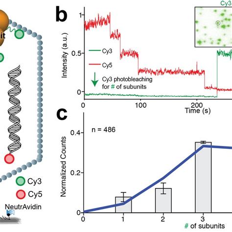 Single Molecule Fluorescence Assay Determines A Pentameric