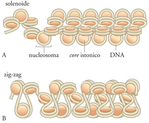 La Cromatina E Il Controllo Dellespressione Genica In Enciclopedia