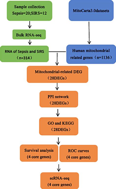 Flow Chart Of The Experiment In This Study RNA Seq RNA Sequencing