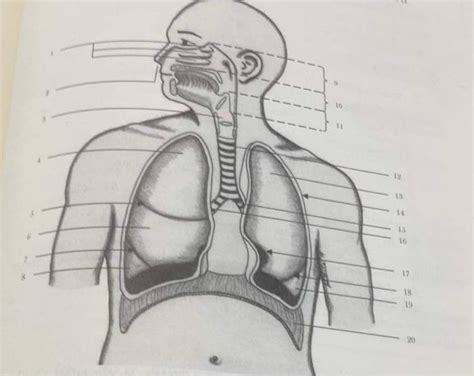 Solved identify the parts of respiratory system | Chegg.com