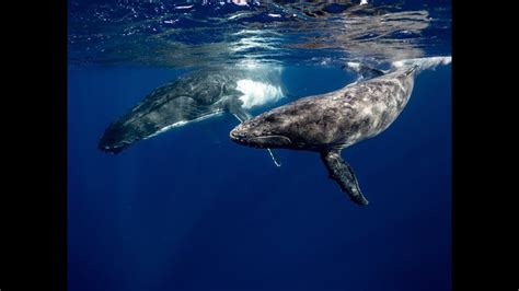 Chants De Baleines Pour Se Relaxer Ou S Endormir ASMR YouTube