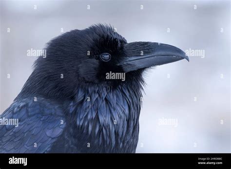 Raven, Bird, Corvid, Portrait Stock Photo - Alamy