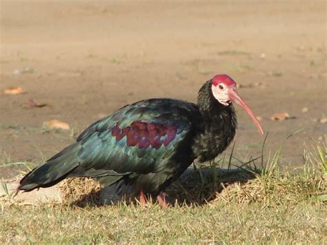 Private Landowners Are Vital Custodians Of Biodiversity Read This