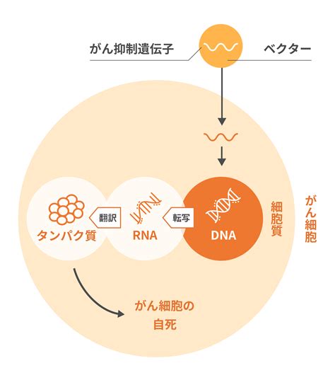 がん抑制遺伝子 公式がん中央クリニックグループ