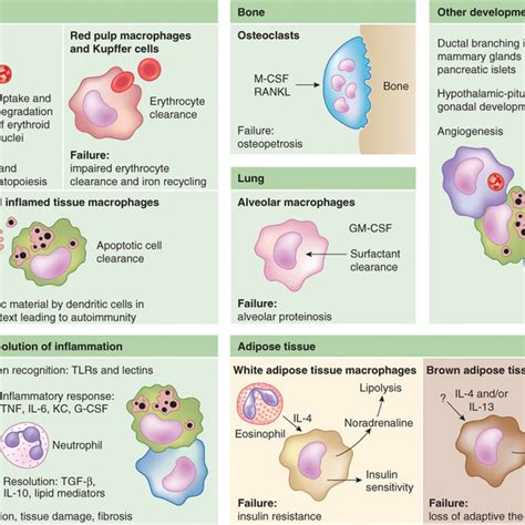 Origins And Renewal Of Tissue Resident Macrophages Download