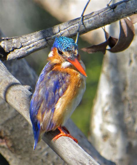 Pictures and information on Malachite Kingfisher