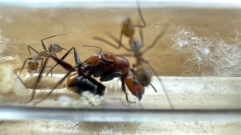 Camponotus Nicobarensis Discus Flickr