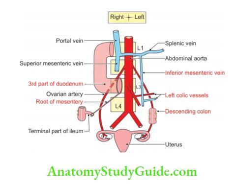 Ovarian Artery Anatomy Notes - Anatomy Study Guide