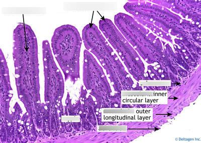 Jejunum Histology Diagram | Quizlet