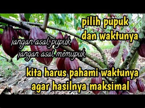 Pilih Pupuk Dan Waktu Pemupukan Pupuk Pupuk Kakao Petani Youtube