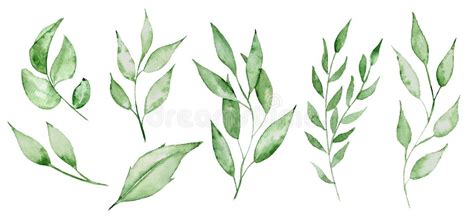 Green Leaves Stock Illustrations 872181 Green Leaves Stock