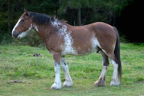 Clydesdale Big Horses Horse Love Most Beautiful Animals Beautiful