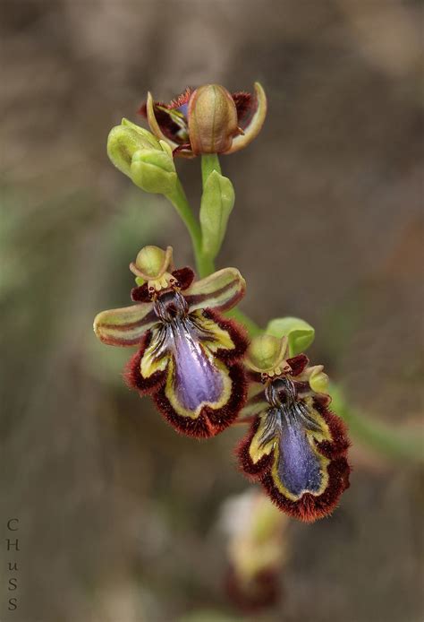 Ophrys Speculum Ii Mar A Jes S Lopezb Flickr