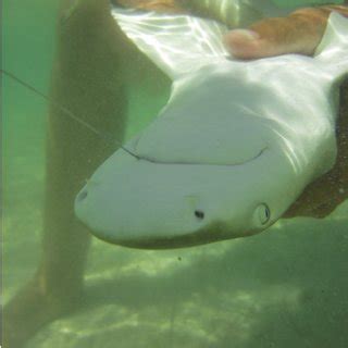 Juvenile lemon shark being held in tonic immobility prior to hook ...