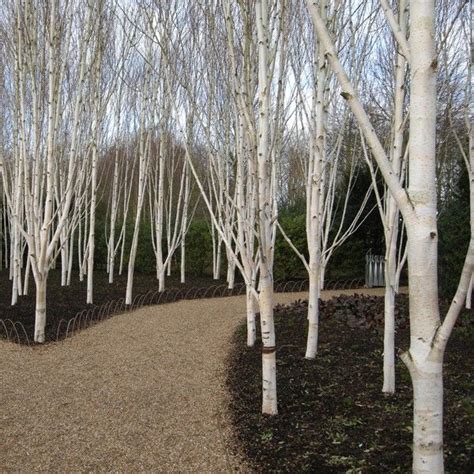 Betula Utilis Jacquemontii Birch Trees Garden Trees To Plant