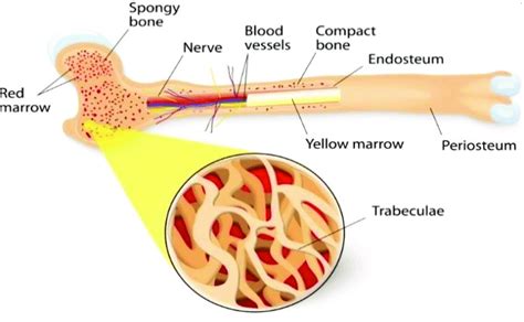 Structure of bone [1] | Download Scientific Diagram