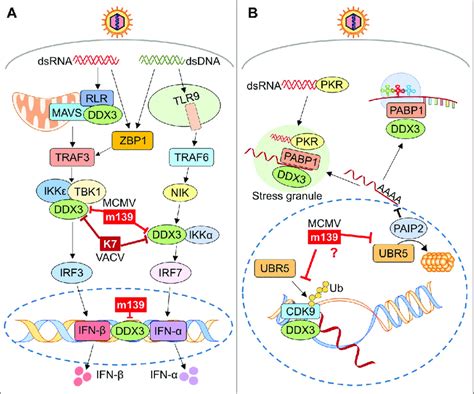 Known Functions Of DDX3 And UBR5 And Their Presumed Targeting By M139