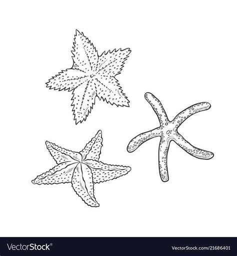 Pin By Pussy Sad On Der F Hllehre Starfish Drawing Starfish Tattoo