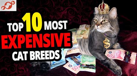 The Most Expensive Cats Top 10 Most Expensive Cat Breeds In The World