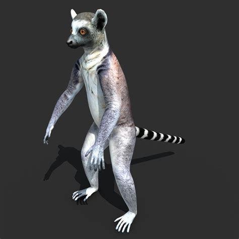 Ring Tailed Lemur 3d Model Rigged Cgtrader