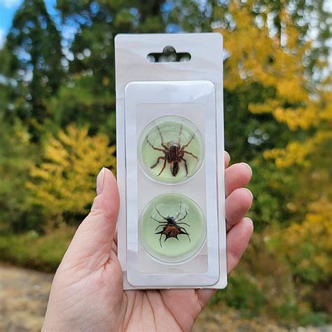 Glow Magnets Real Spiders Refrigerator Magnet Spiders Oddities For