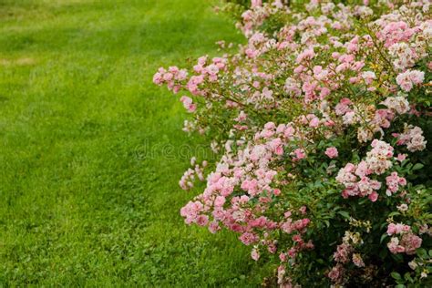 Pink Rose Bushes Blooming in the Garden in the Summer Stock Image ...