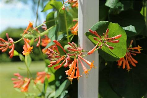 A Complete Guide To Growing Climbing Honeysuckle Vines