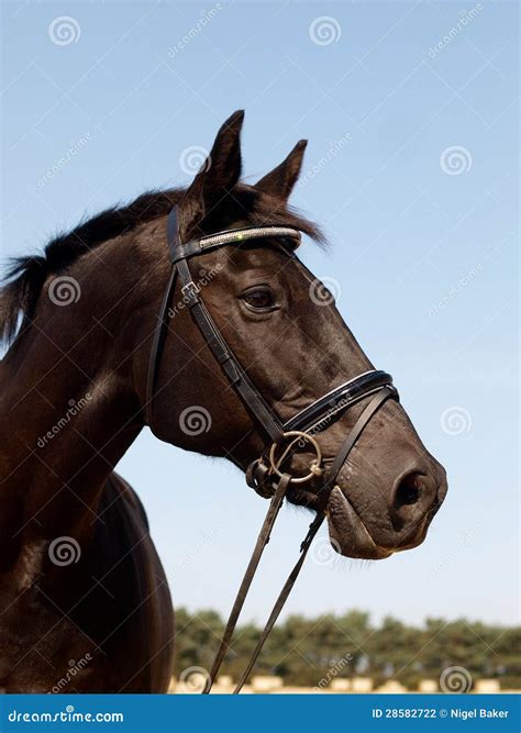 Black Horse Head Shot Stock Photo Image Of Horse Reins 28582722