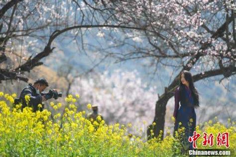 西藏林芝春意渐浓 “雪域江南”现桃花盛景