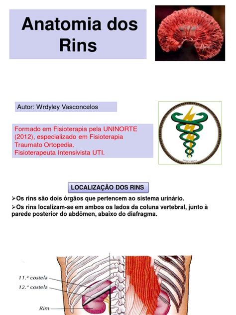 Anatomia e Localização dos Rins | PDF | Rim | Urologia