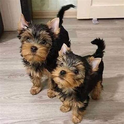 Yorkie puppies available for adoption