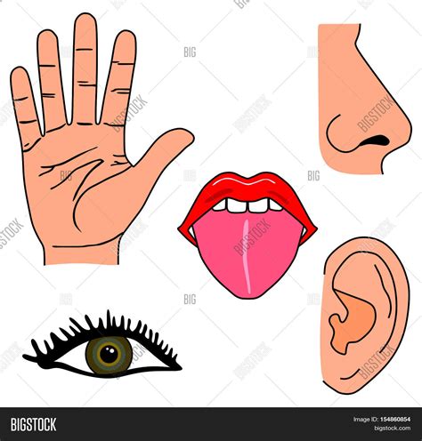 Human Five Senses Set Image And Photo Free Trial Bigstock